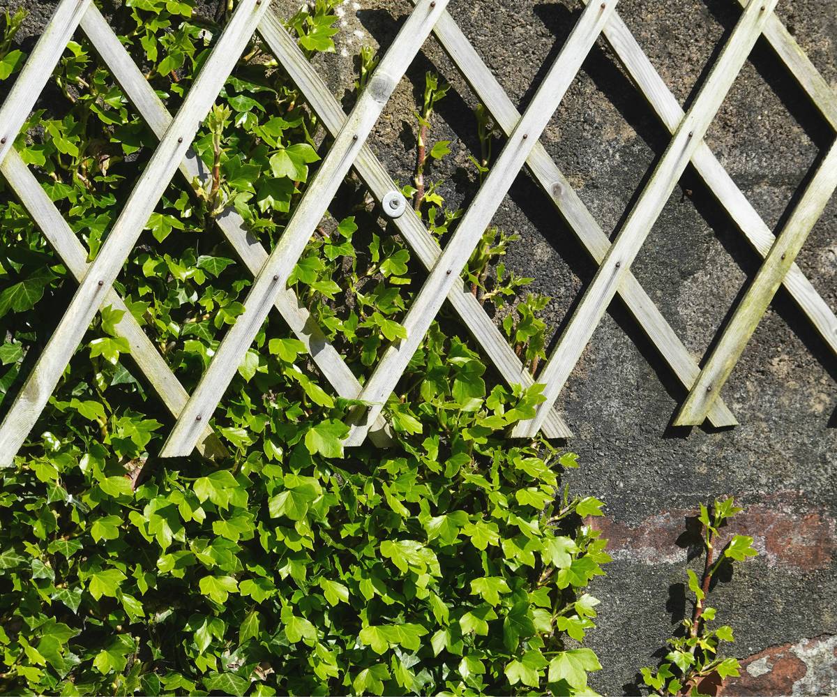 trelli design trellise outdoor garden idea cedar lattice trellis installed beside raised tomato bed with climbing beans and morning light