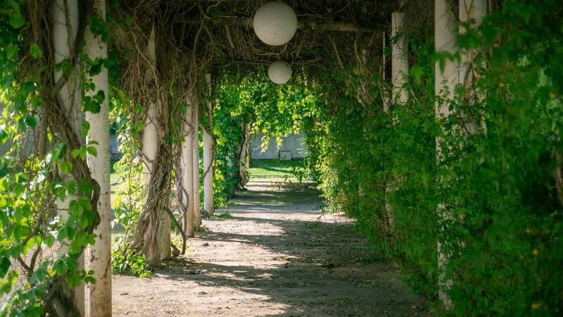 Modern wooden trellis with climbing roses and soft garden backdrop, natural lighting