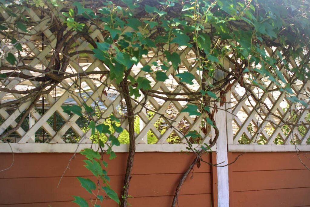 Trelli Design Trellise Outdoor Essential Mount: 7 Proven Reasons You’re Overlooking This Garden Game-Changer
