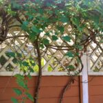 Trelli Design Trellise Outdoor Essential Mount: 7 Proven Reasons You’re Overlooking This Garden Game-Changer